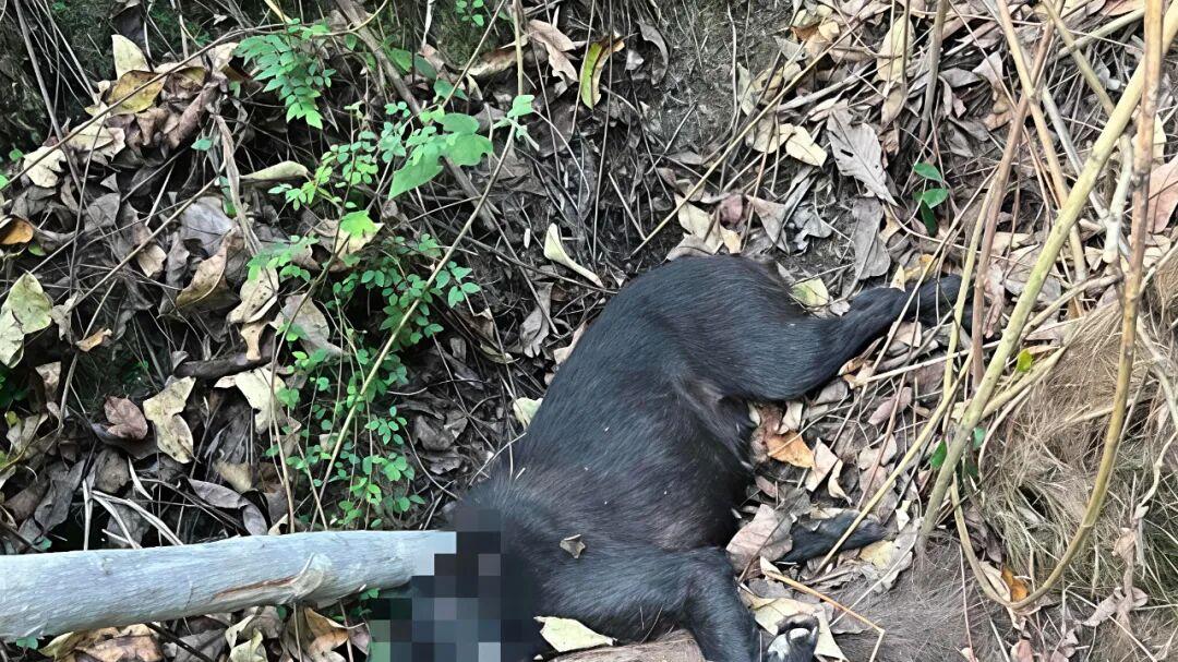 道真公安：警心护民暖人心 实干担当解民忧