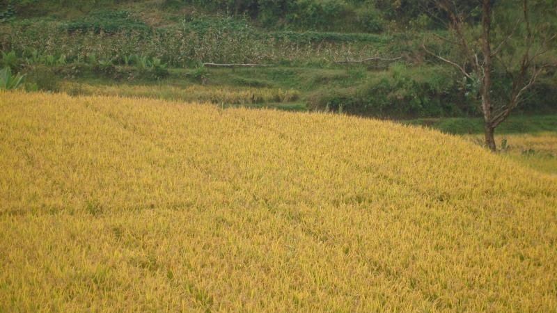 揭秘水稻高产的地理密码：探寻水稻的理想生长地