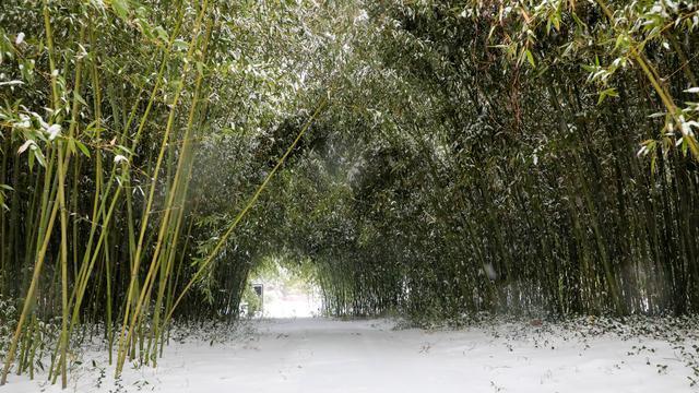 柘城县容湖冬日雪景，冰雪世界如诗如画，旅行胜地不容错过