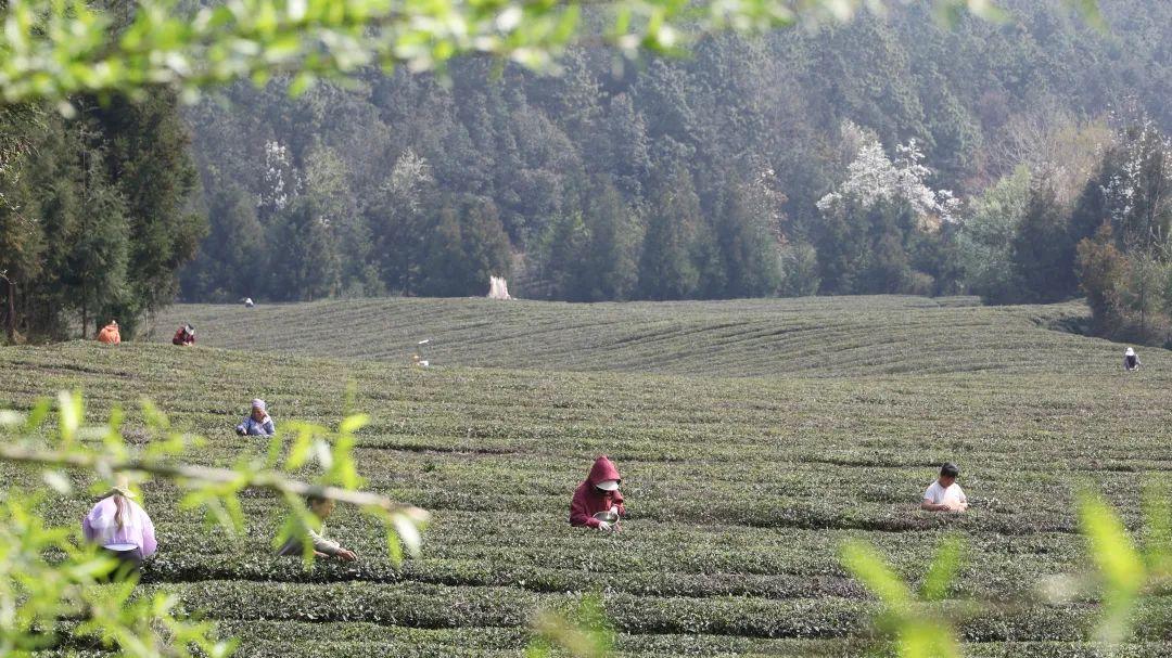 贵州威宁：“靠山吃山”走新路