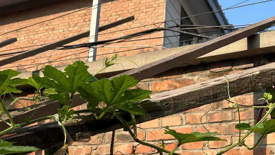种植南瓜、丝瓜、冬瓜有讲究，掌握时机很重要，看完你就明白了