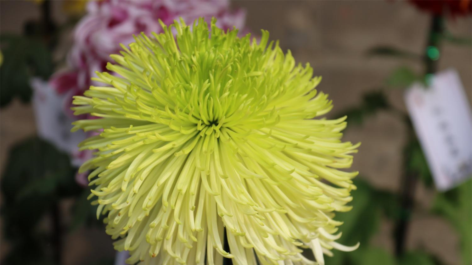 一年好景君须记，最是橙黄橘绿时。