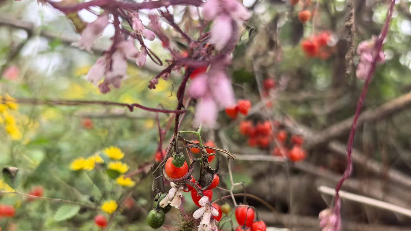 雨日见红豆随吟 ——文/图黄河浪