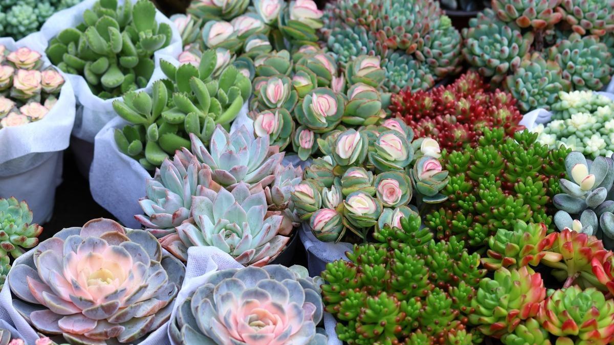 想养肥壮多肉？这几点技巧你必须知道