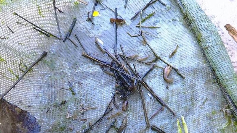 《新手疑惑：龙虾养殖的日常管理，重点工作有哪些？》