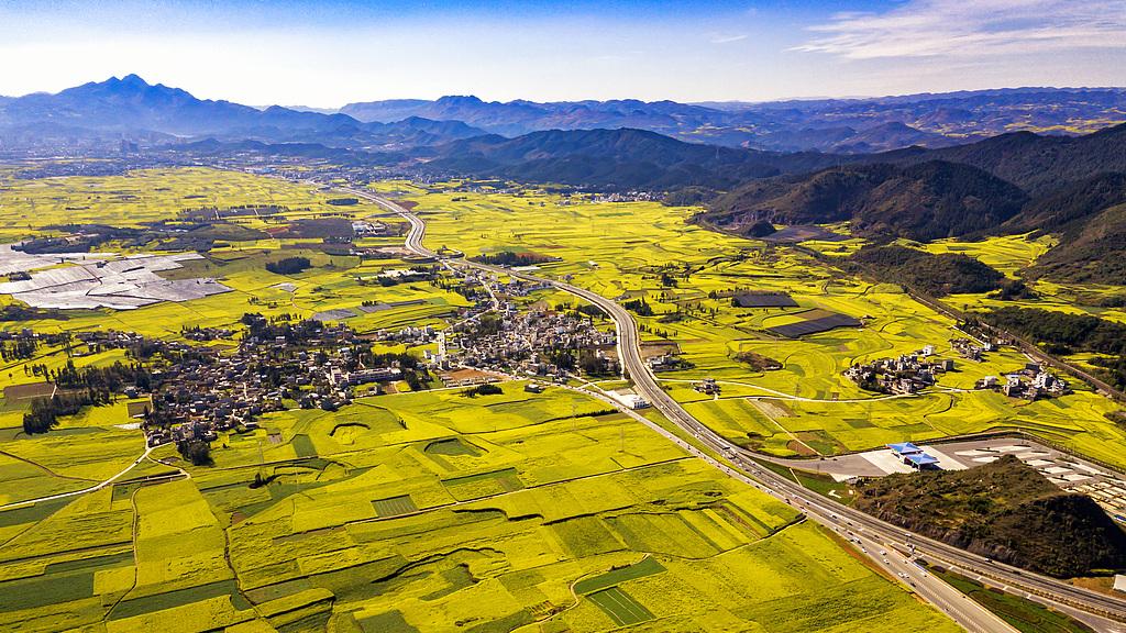 油菜花开致富路，乡村经济焕新颜——探秘西南山区“黄金花”的多重价值