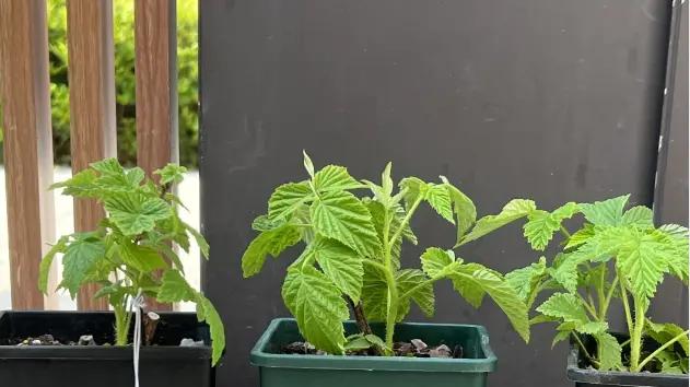 树莓，蓝莓，就要冬天种，气温虽低，室内种，完全不耽误发根