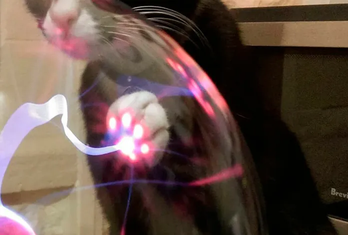 没有猫咪的互联网，不值得冲浪！这些喵咪表情包太治愈了