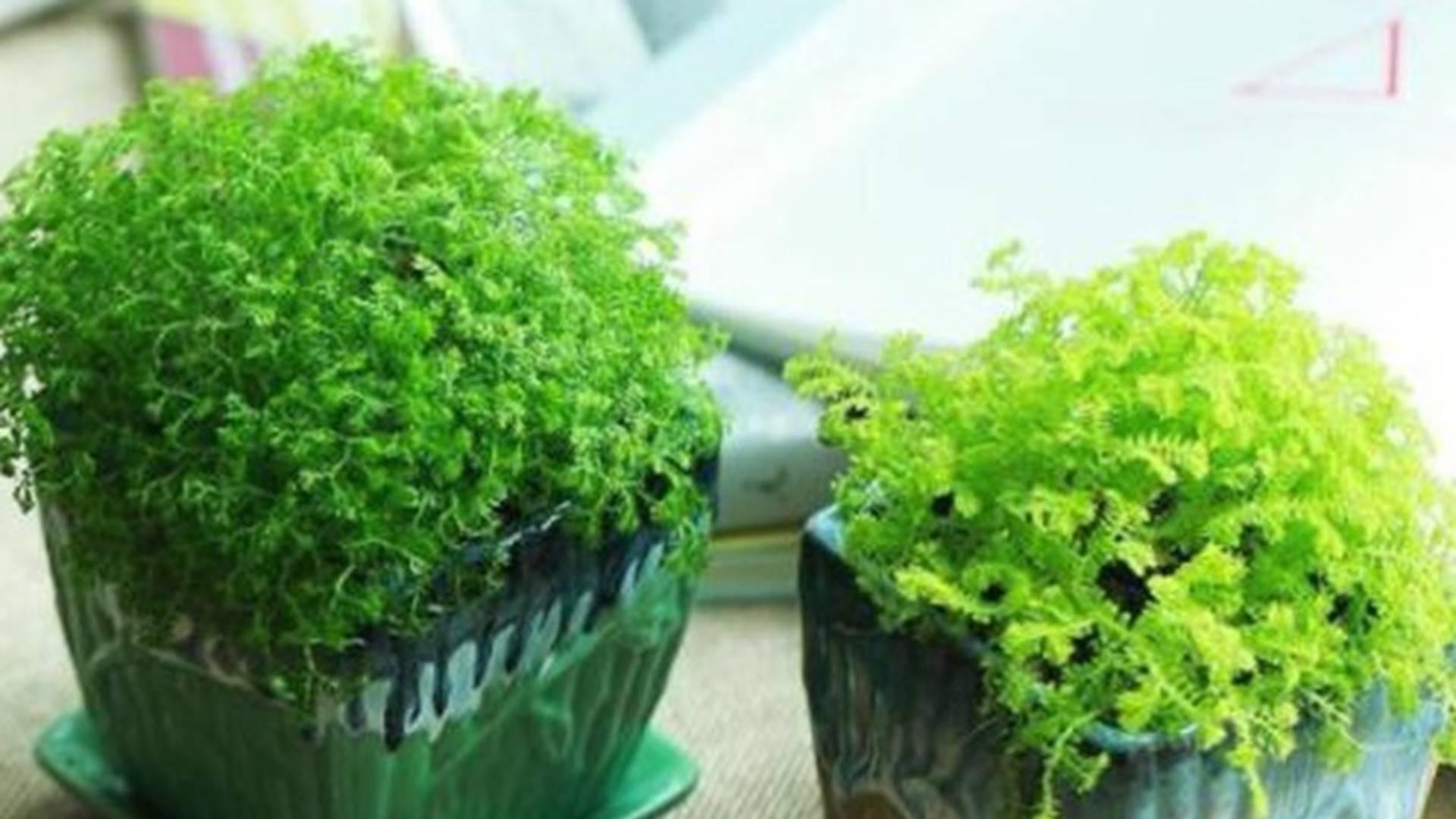 米兰叶面肥喷施术，晨间露干后操作，社区花园养护记，叶背吸收效率高