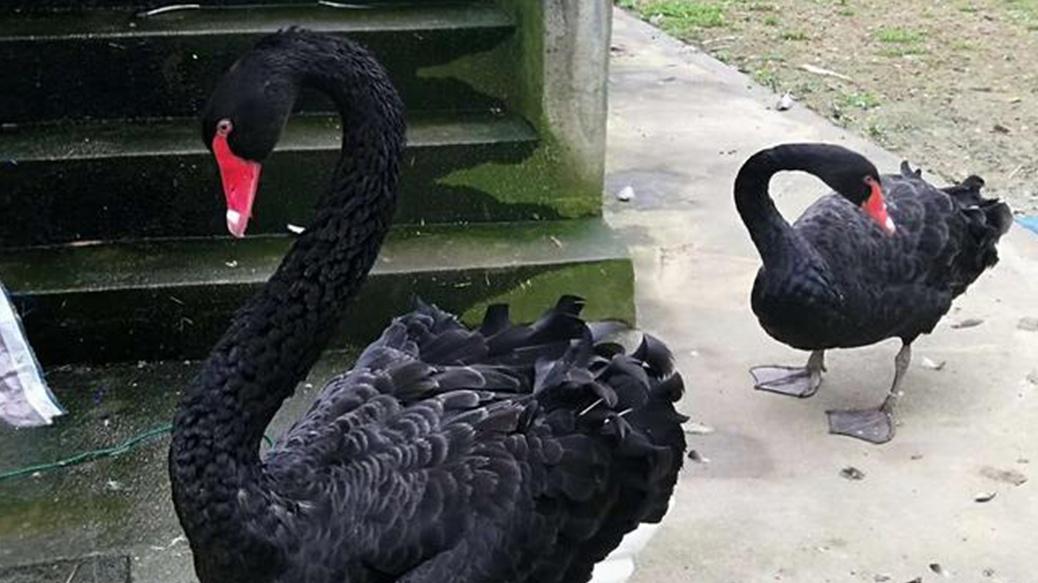 冬季羽毛静电消除有妙招，黑天鹅护理要点解析，高原干燥加湿技巧分享