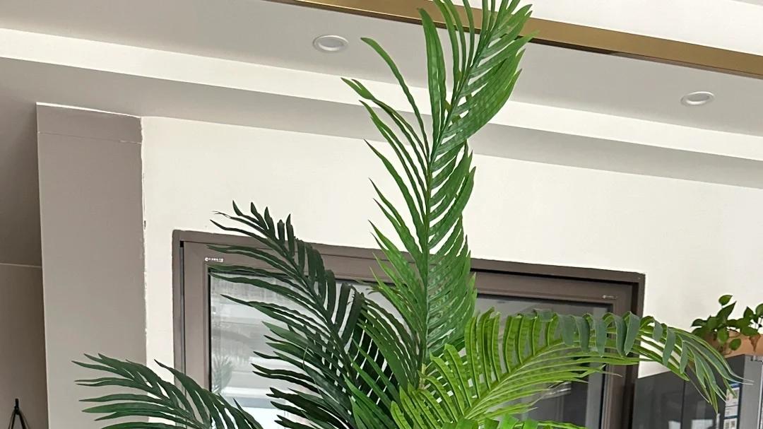 6种花是“吸毒王”，家里养几盆，废气毒气吸光光，净化空气好强