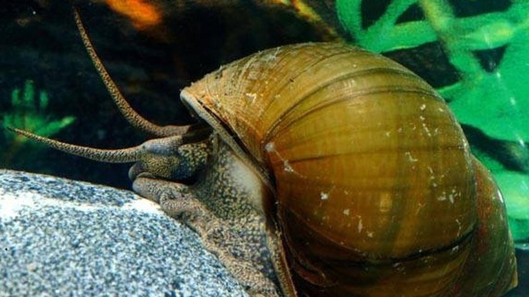 田螺养殖如何进行分级？大小分类管理好，便于销售与生长