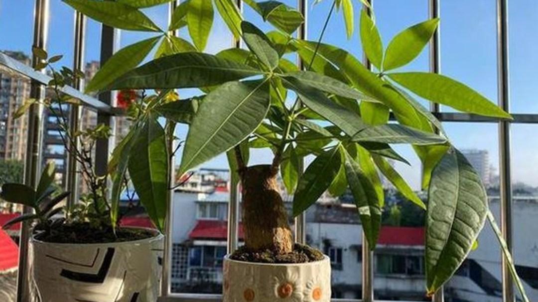 发财树换盆，三年周期管理，写字楼休息区，伤根要避免