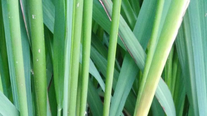 鸭稻共生种植模式的优势与注意事项，水稻种植新方法，提高产量与生态效益