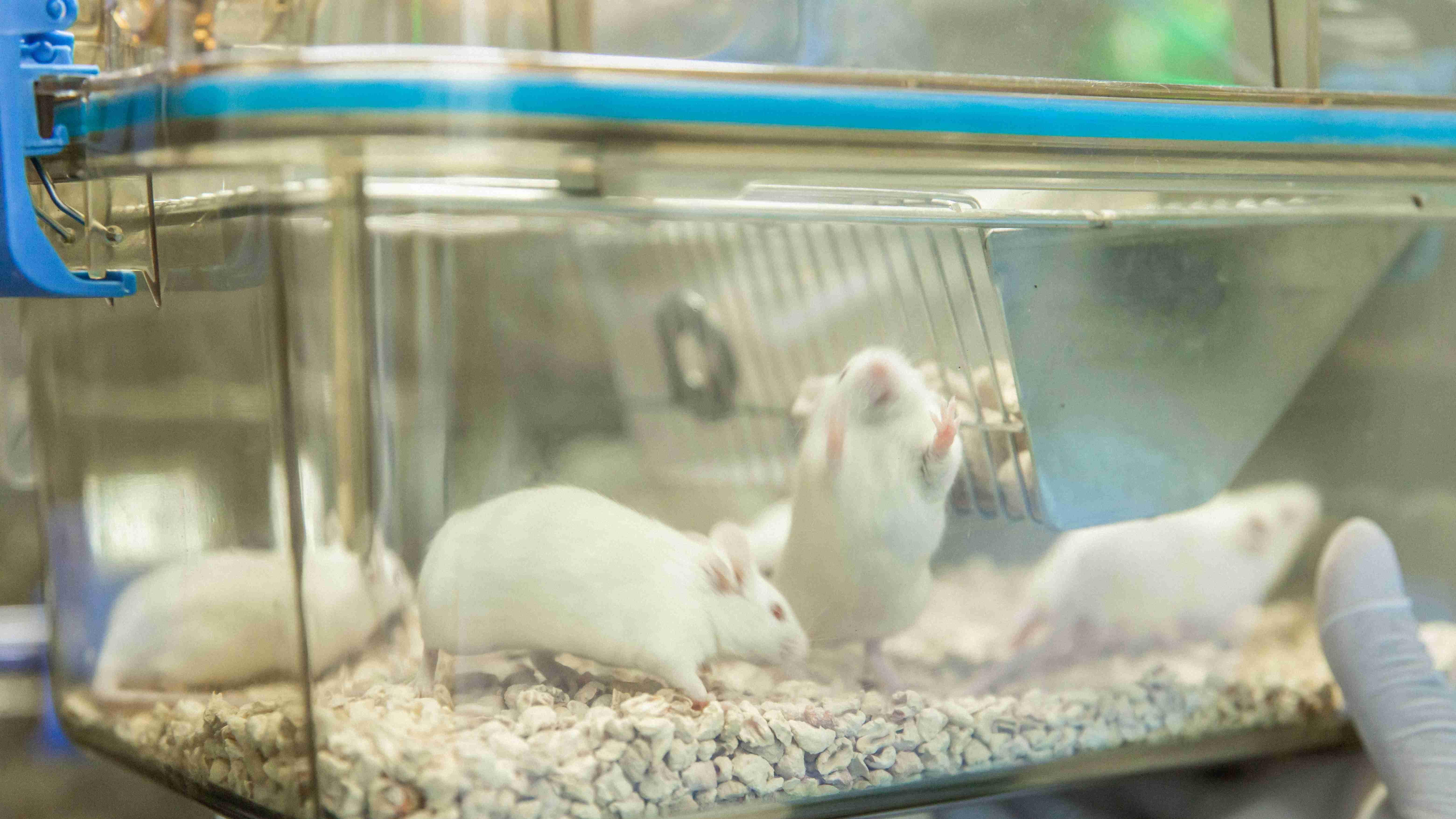 小鼠肝炎（MHV）爆发，实验动物房消毒净化怎么做？