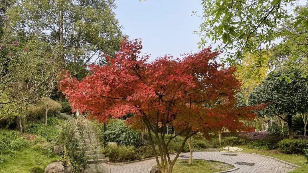 重庆的园博园，应该是全国的万园之园