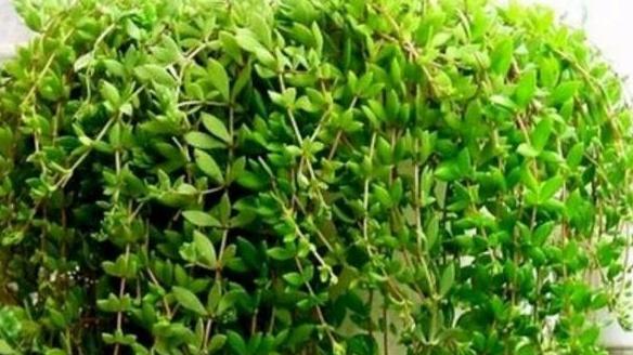 垂盆草吊篮种植，立体空间利用，退伍女兵创业，薄肥施用频率