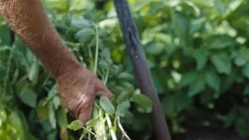 中国沙漠种植土豆获丰收，治沙与农业结合，探索生态治理新路径