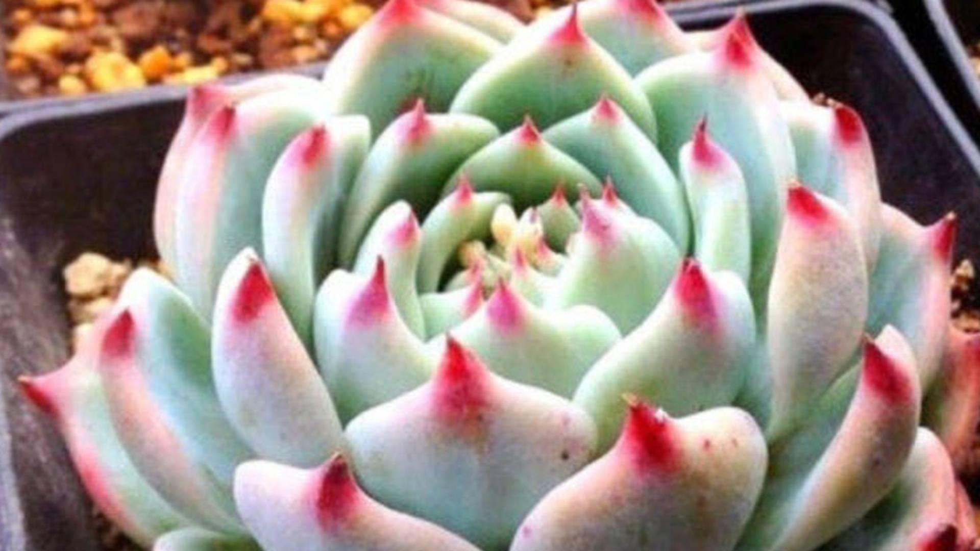 蒂亚徒长矫正，补光灯波长选择，北方飘窗环境，光距调整技巧