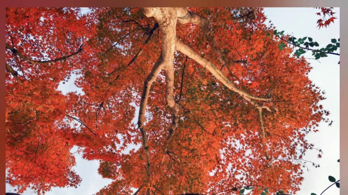 随手一拍就很稳，分享我用华为Mate 80系列记录下来的这些日常瞬间