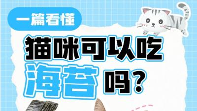 猫咪可以吃海苔吗？一篇看懂
