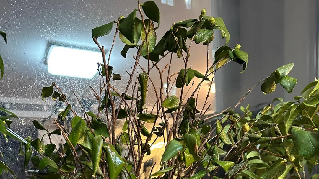 别再养茶花了，都是“收割”花友的“智商税”，根本养不活！