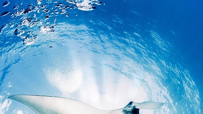 蝠鲼：过滤式进食的海洋滑翔机