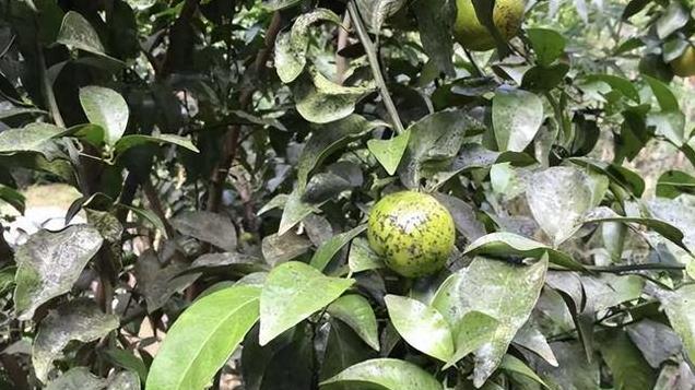 柑橘煤污病防治有技巧，这几点建议帮你科学防治