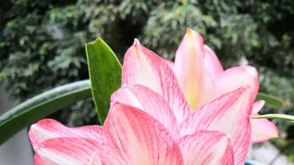 郁金香，朱顶红，冬天种最合适，不容易烂，立春就能开花！