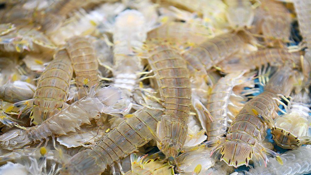 螳螂虾：万瓦级“超声波拳”破壳利器