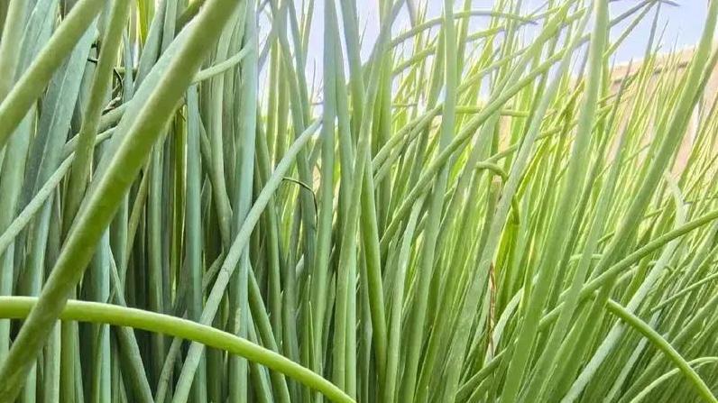 为什么这些时间段适合洋葱育苗？