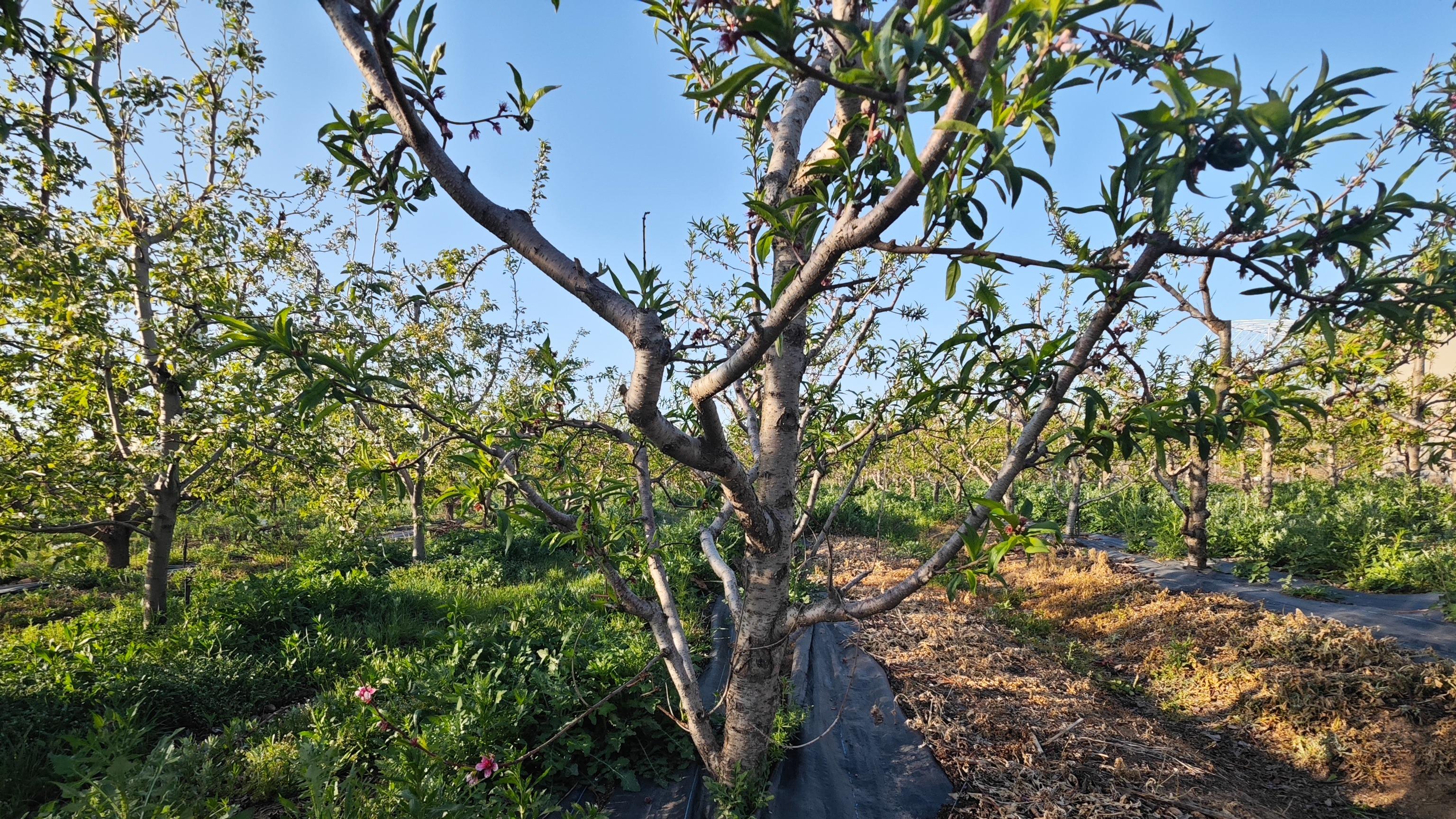 苹果园除草革命！速普瑞（氟草啶）灭生除草剂：深根果园杂草克星