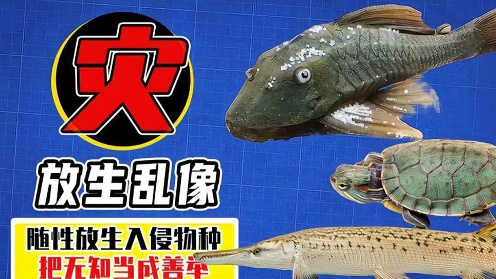 生态灾难！外来物种入侵海南昌化江，男子一夜钓获十多条