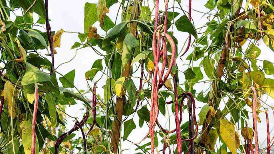 腐殖质层培育技术，云南高原豇豆种植实录，微喷带精准供水与采收时机