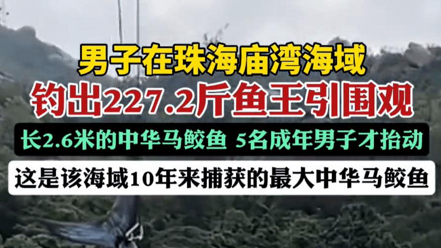 珠海钓获227.2斤“十年鱼王”！中华马鲛巨物背后的海洋密码