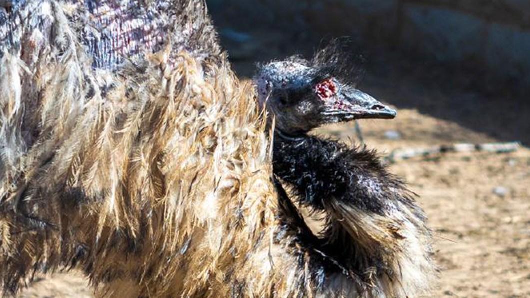 鸸鹋脱毛病因探究，圈养常见病防治要点，半年治疗期需加强营养管理