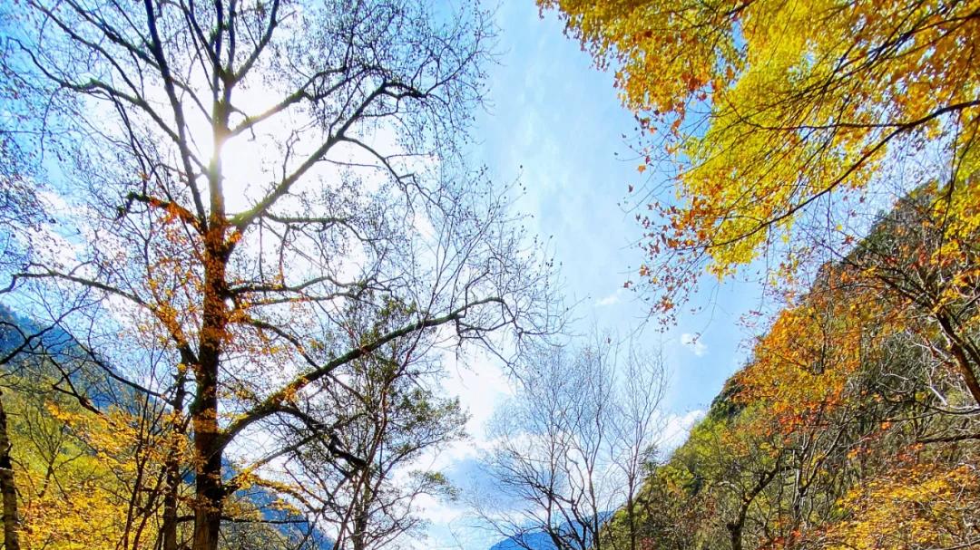 10月中旬周末两天有什么好的红叶彩林路线