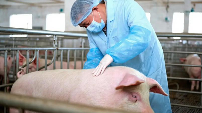 12月猪流感高发，关于猪流感，你了解多少？