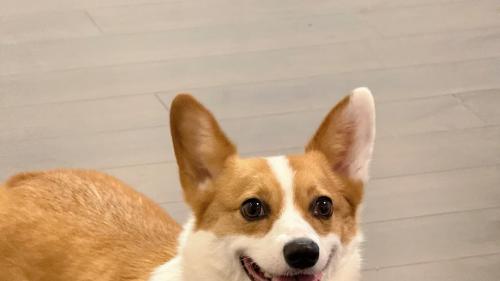 狗狗身上起红疙瘩是怎么了？这份干货救急指南请收好