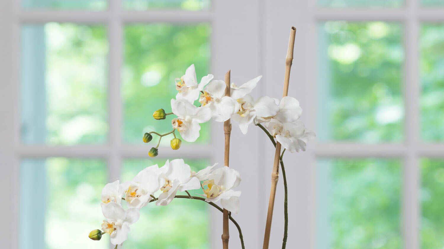 新西兰养雪貂指南，训练方法揭秘，健康检查要点