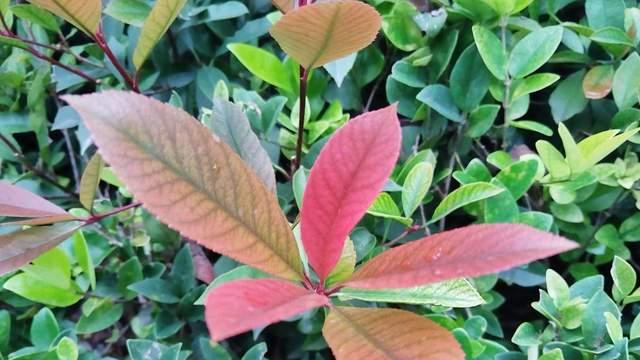 焦虑和喜欢催促的家长，孩子容易拖拉和讨厌学校，要学会课题分离