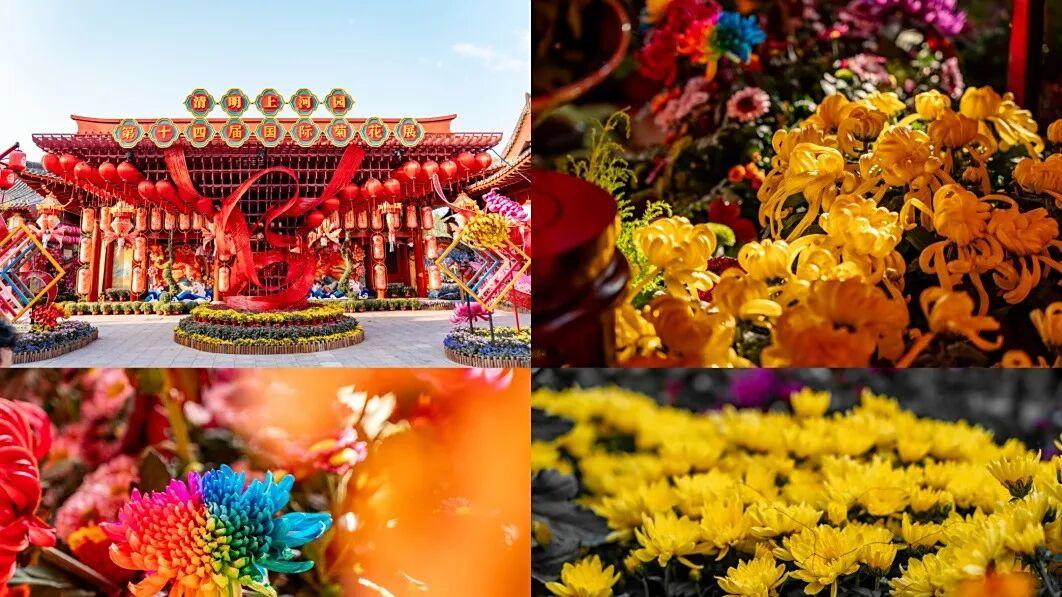 河南籍演员邢昭林空降+国际菊花展开幕！10月15日好事成双！