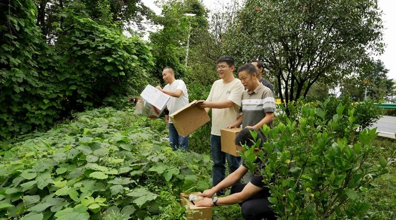 汉阴县林业局放归8只被救助野生鸟类