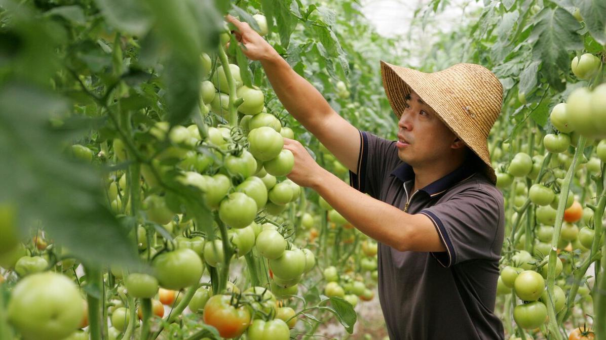 蔬菜病虫害绿色防控妙招，轻松增产30%