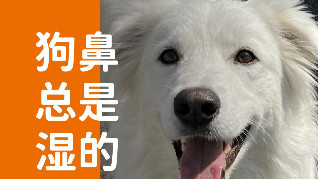 象乡宠物食品 | 狗的鼻子总是湿的