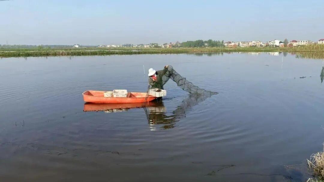 第二届安徽农文旅电商嘉年华丨深耕特色农业，“宿松滋味”飘万里