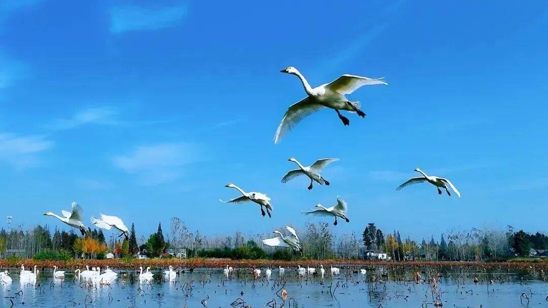 候鸟归巢是最动人的生态答卷
