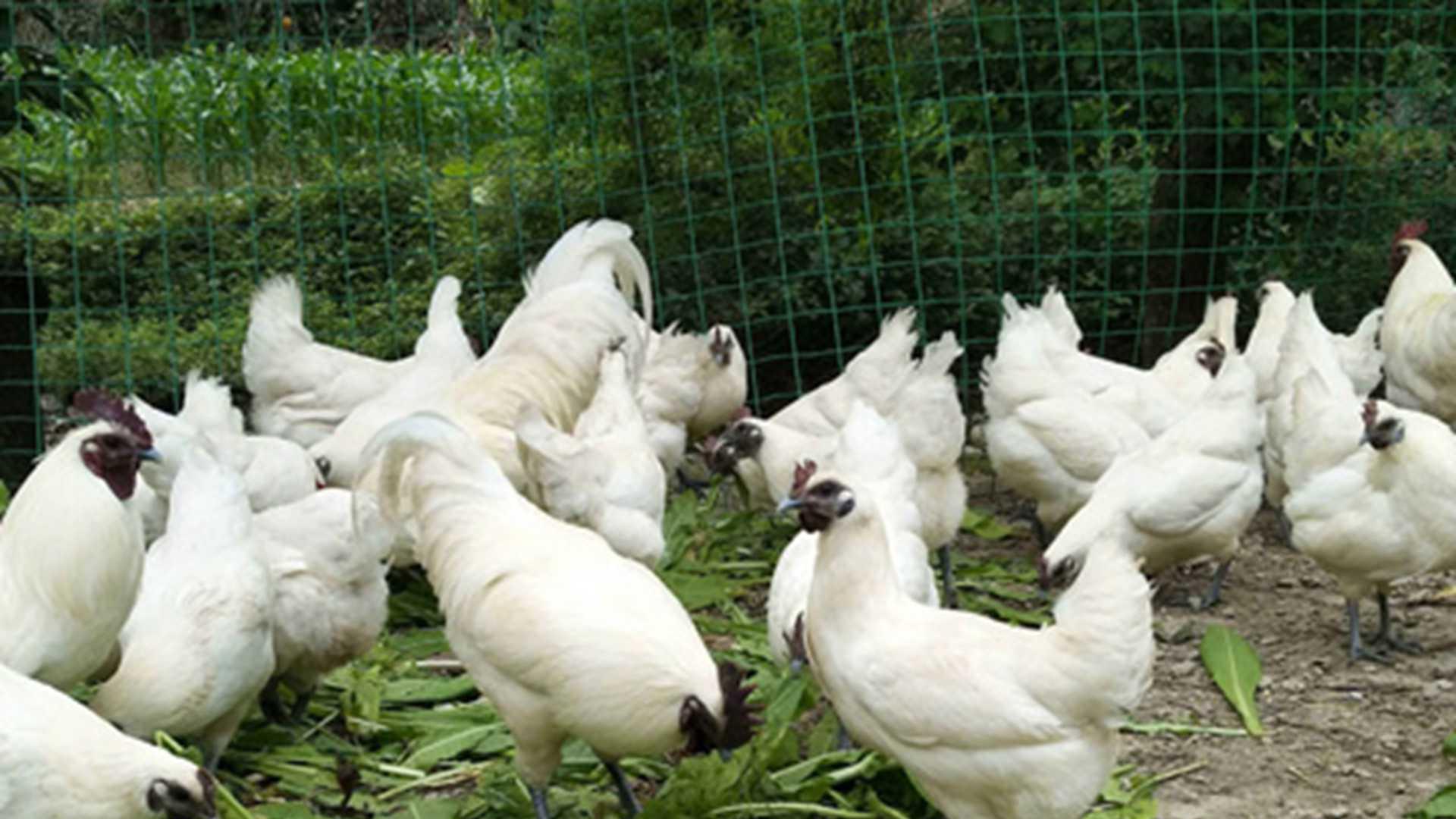火鸡阶梯式免疫，抗体水平监测，农科院合作项目，新城疫零感染