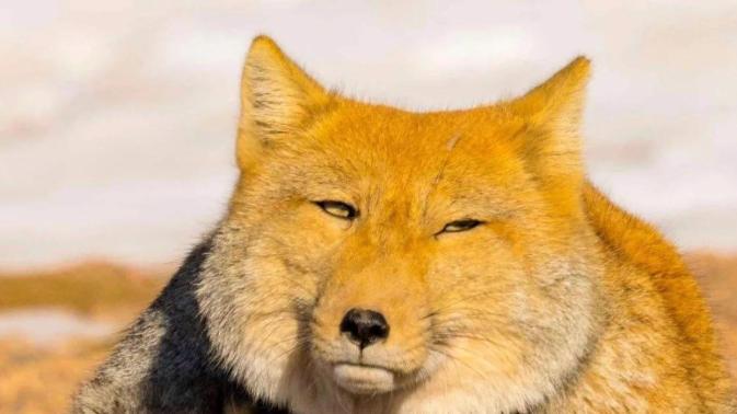 青海发现“狐界顶流”，牙齿发达嘴巴狭长，一张大脸毁掉好形象