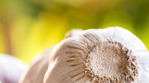 高原紫外线防护研究，大蒜遮阳网密度选择，强光适应管理，地窖恒温储存方案